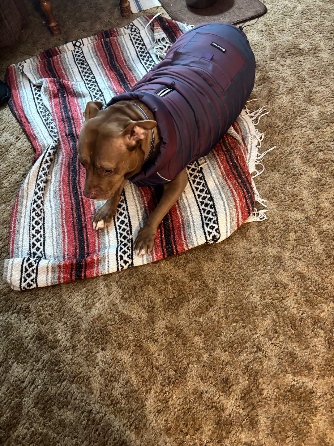 Customer photo review of WarmShield Water-Resistant Jacket - Cosmic