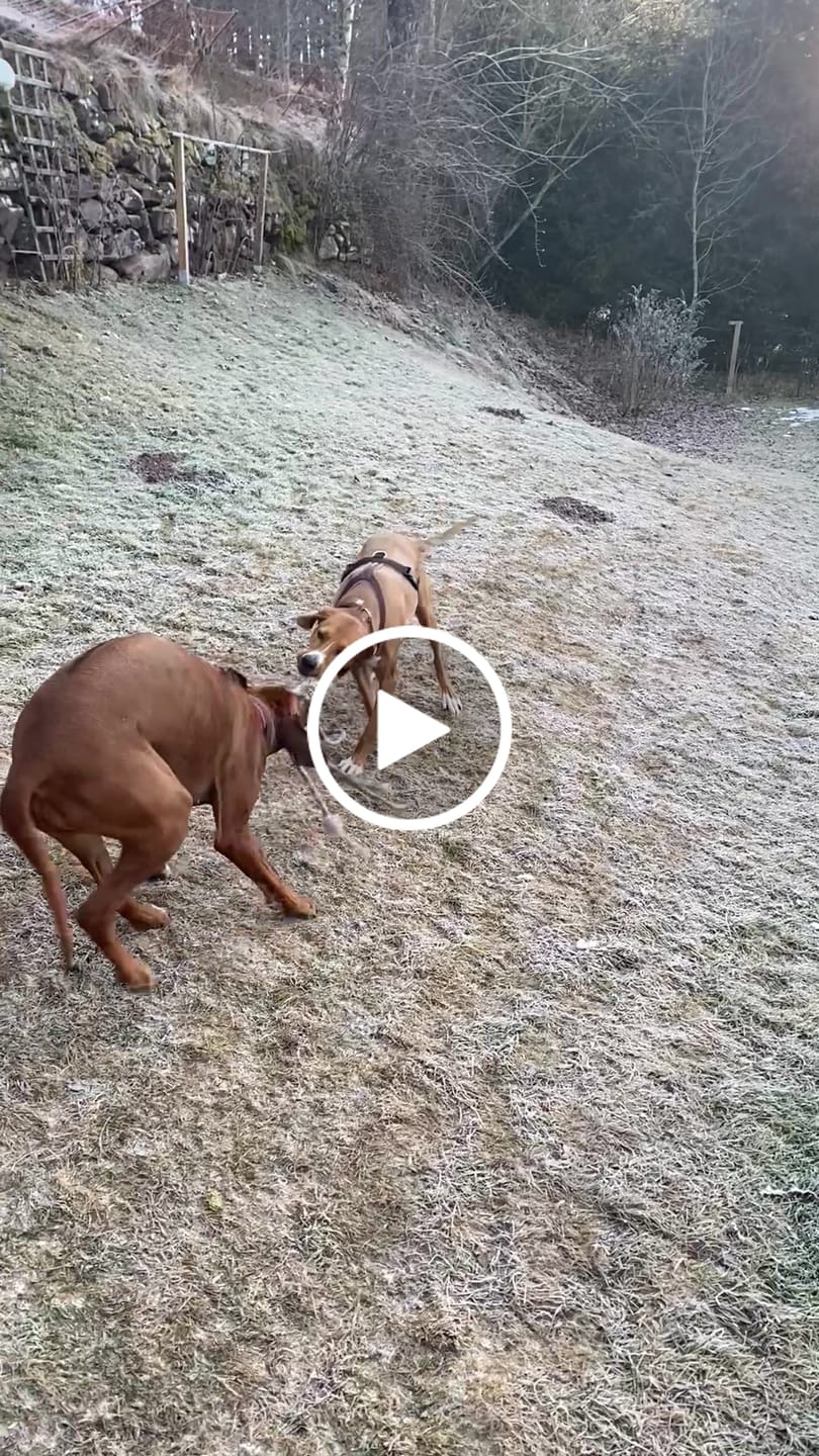 Customer video review of Windhundgeschirr FUN "Toffee"
