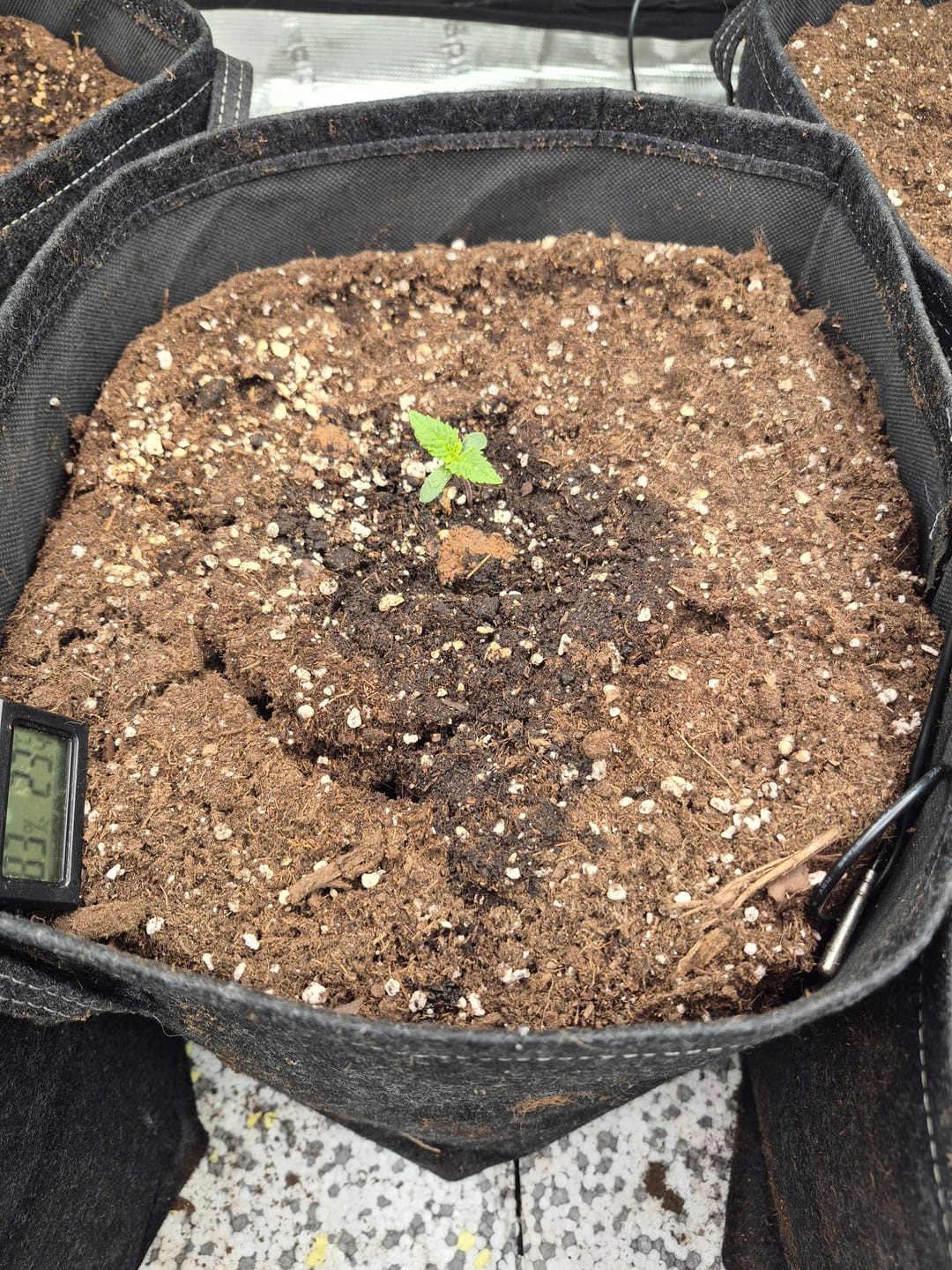 Customer photo review of Holidaygrow 175g