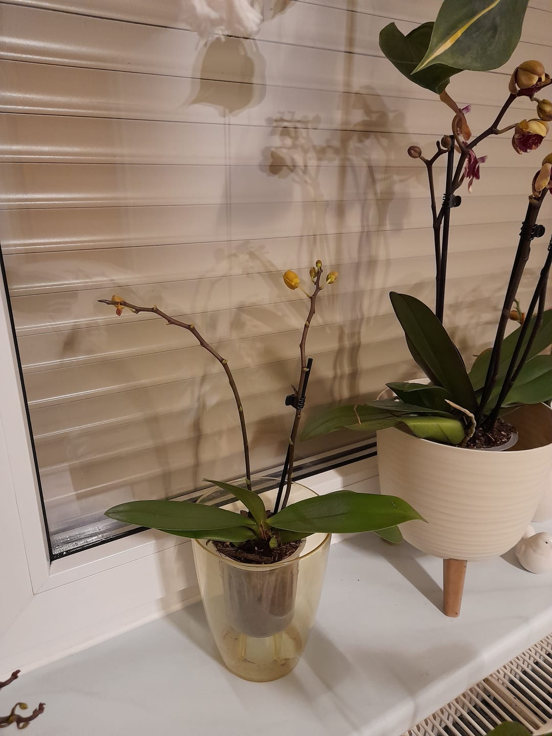 Customer photo review of Table Dance Pereira mit gelb-gepunkteten Blüten und 2+ Rispen
