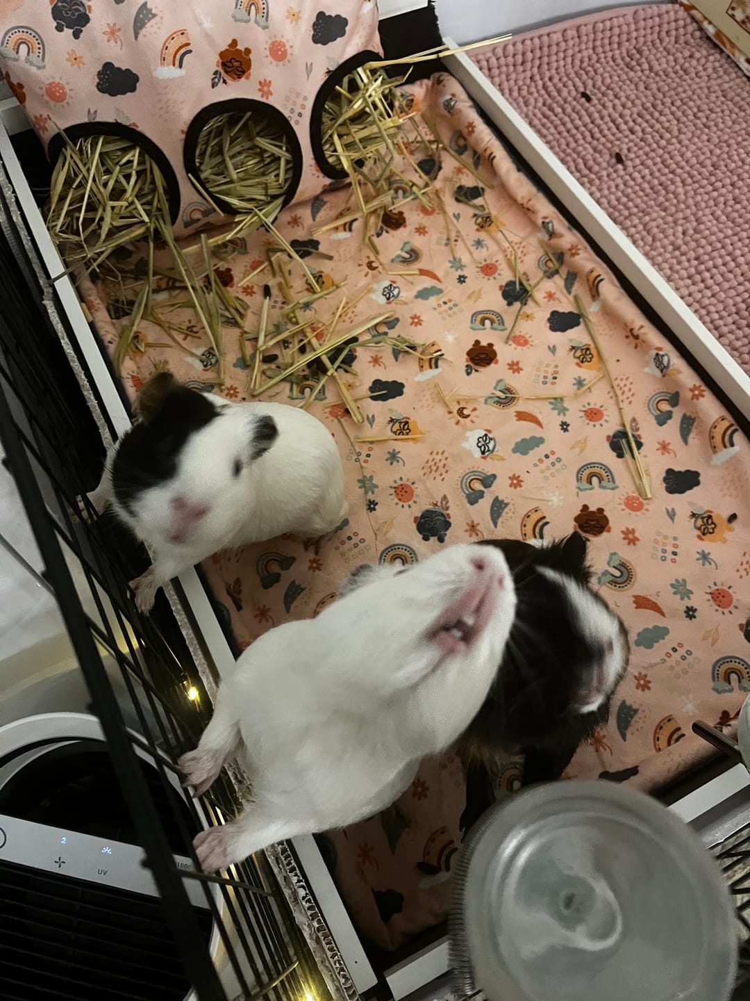 Customer photo review of Earthchild Fleece Liner for C&C Ozzy Cages