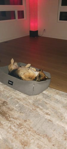 Customer photo review of DA-1™ Daily All-in-One - Skin/Coat, Joints, Gut Health & More