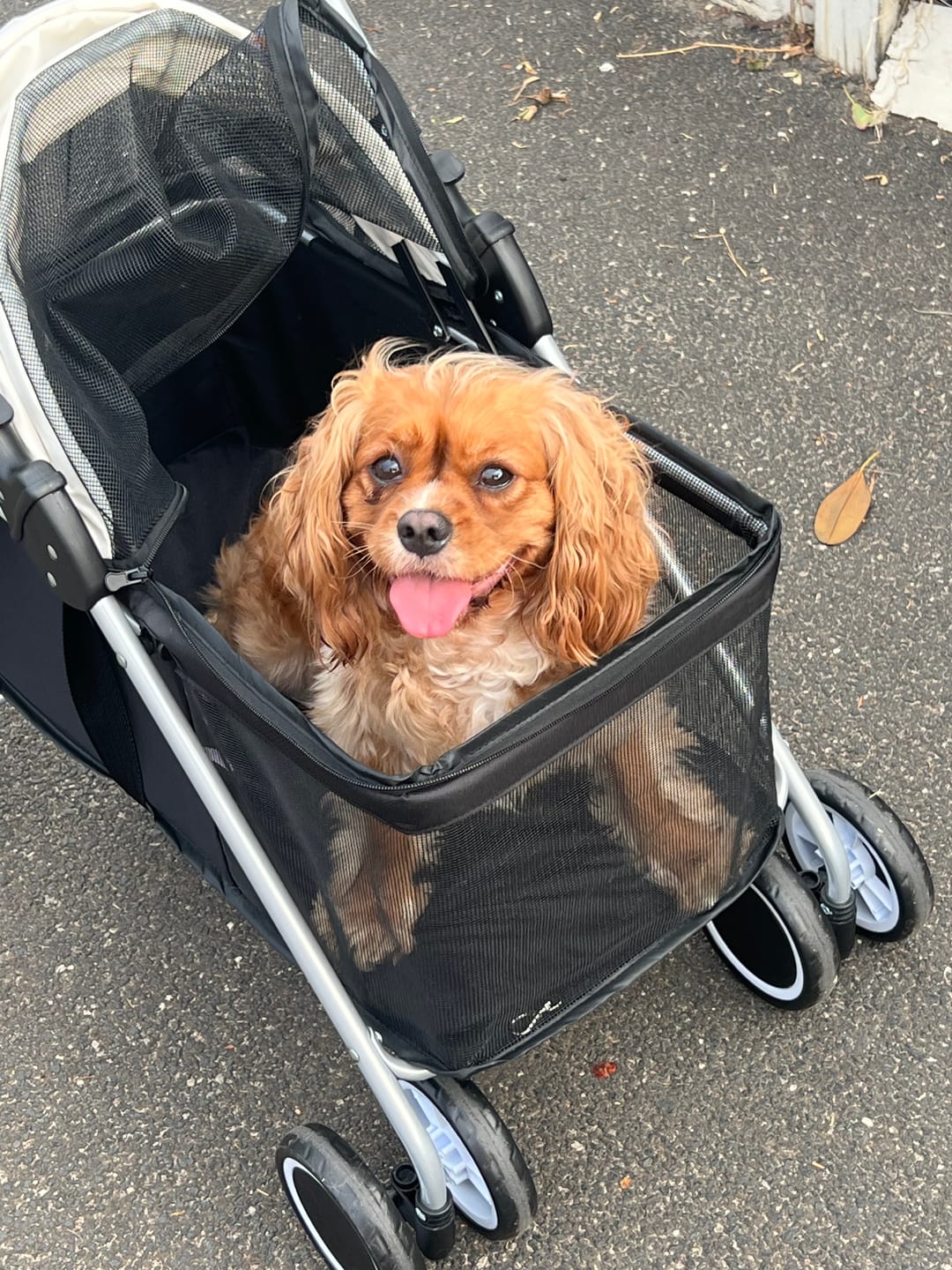Customer photo review of Compact & Comfortable Pet Stroller