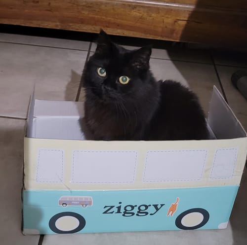 Le chat noir d'un client assis à l'intérieur de la boîte en carton en forme de van pour les croquettes au saumon.