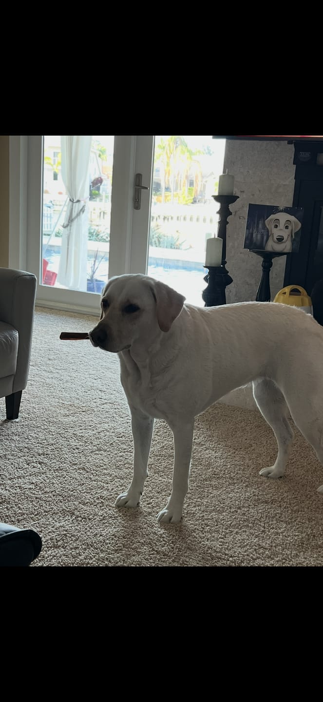 Customer photo review of 6 Inch Beef Collagen Sticks