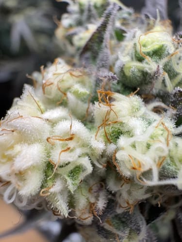 Customer photo review of Premium Pulverdünger | VBX + SHINE für Erde & Hydro