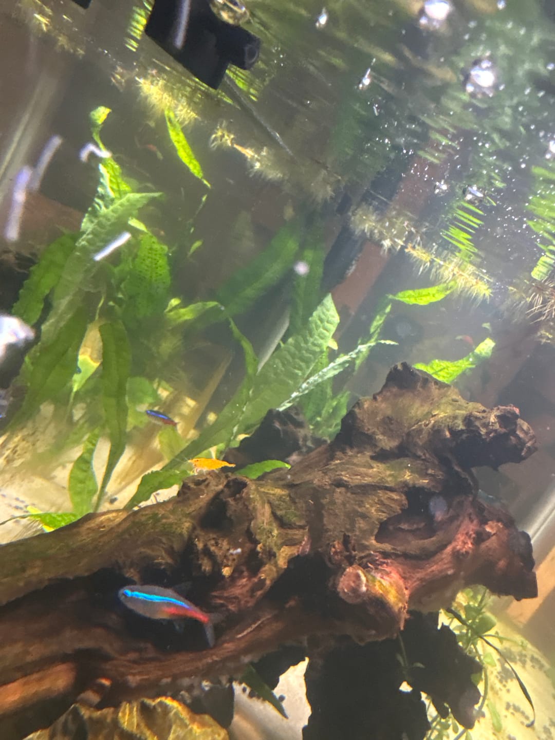 Customer photo review of Orange Sunkist Shrimp