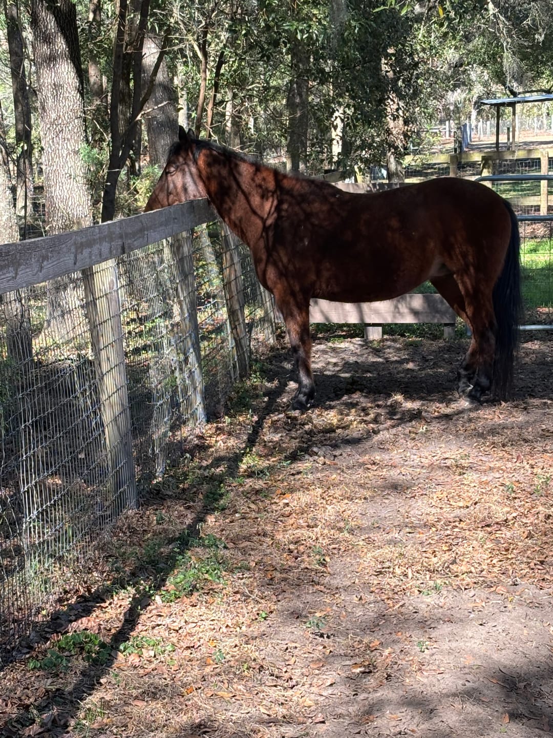 Customer photo review of Equine Extra Strength Probiotic Pellets