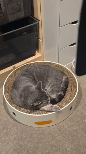 Customer photo review of PURROOM Little Chicken Series- Round Scratching Board (LARGER ONE)