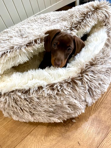 Customer photo review of Burrow Buddy™ - Pet Bed