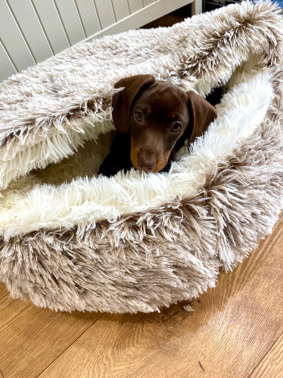 Customer photo review of Burrow Buddy™ - Pet Bed