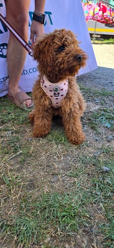Customer photo review of Harness