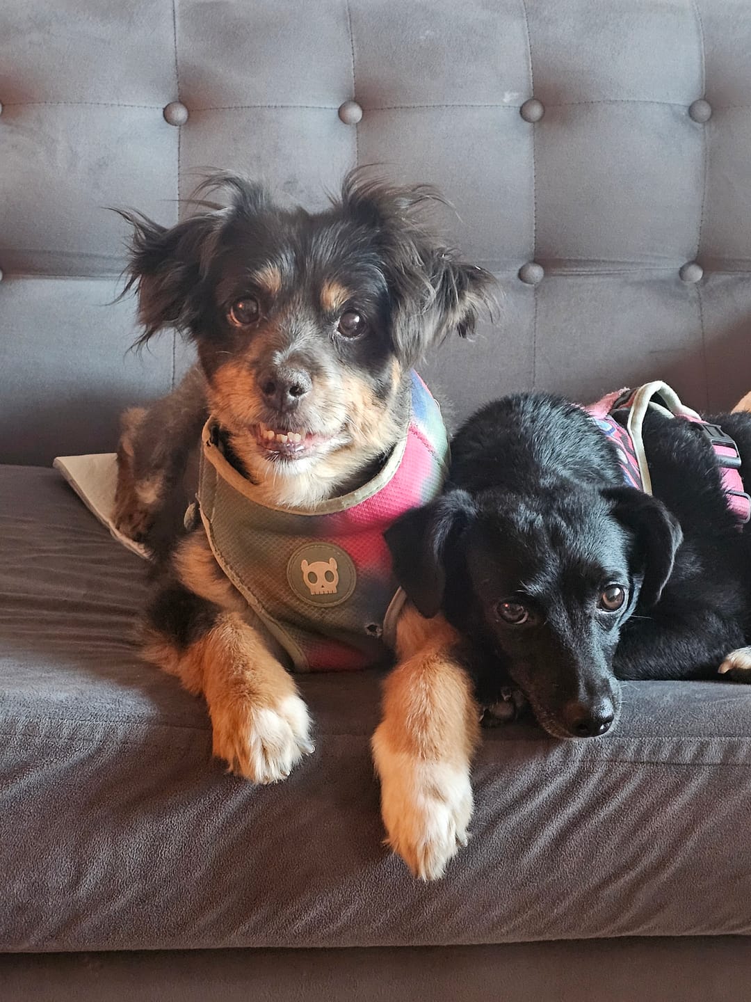 Customer photo review of PetFamily Cookies
