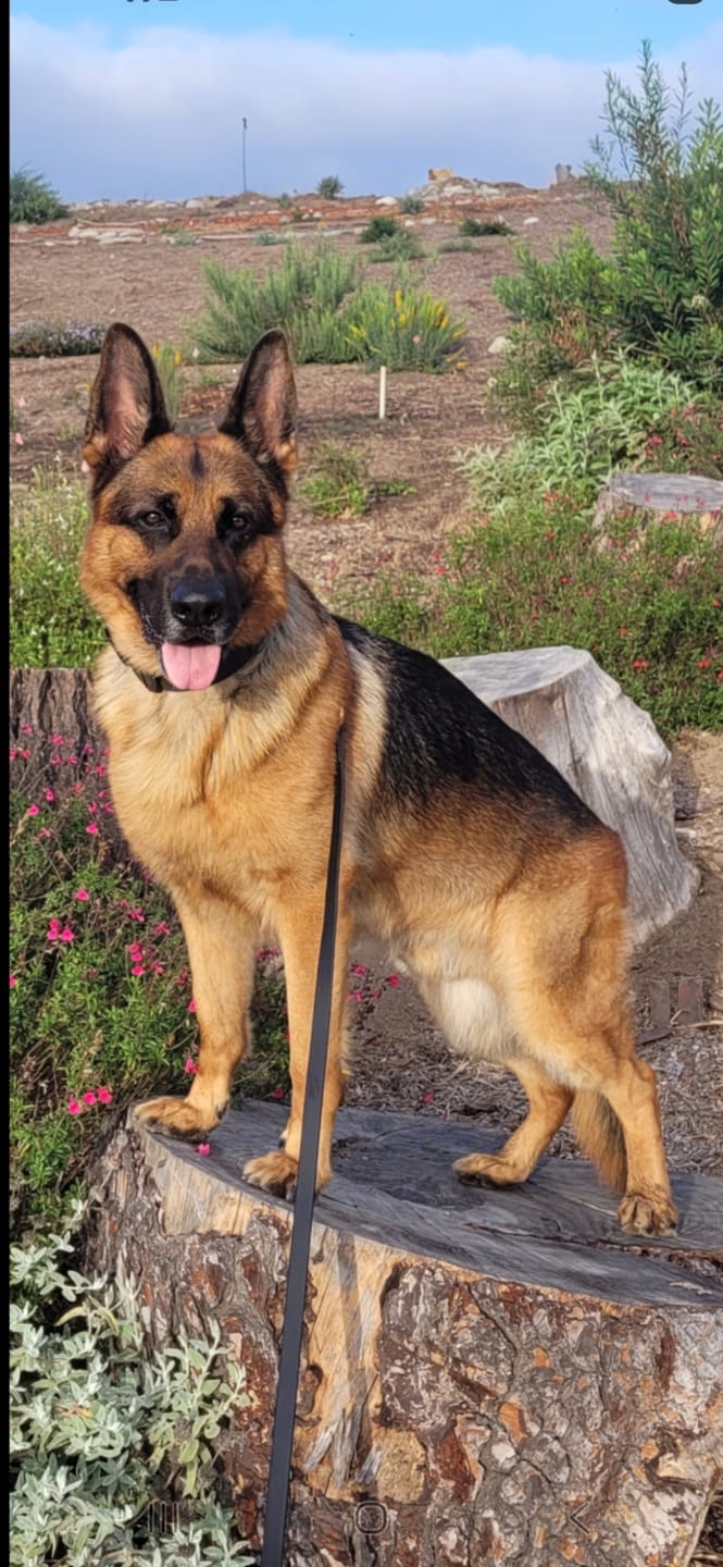 Customer photo review of Daily Dog Probiotic