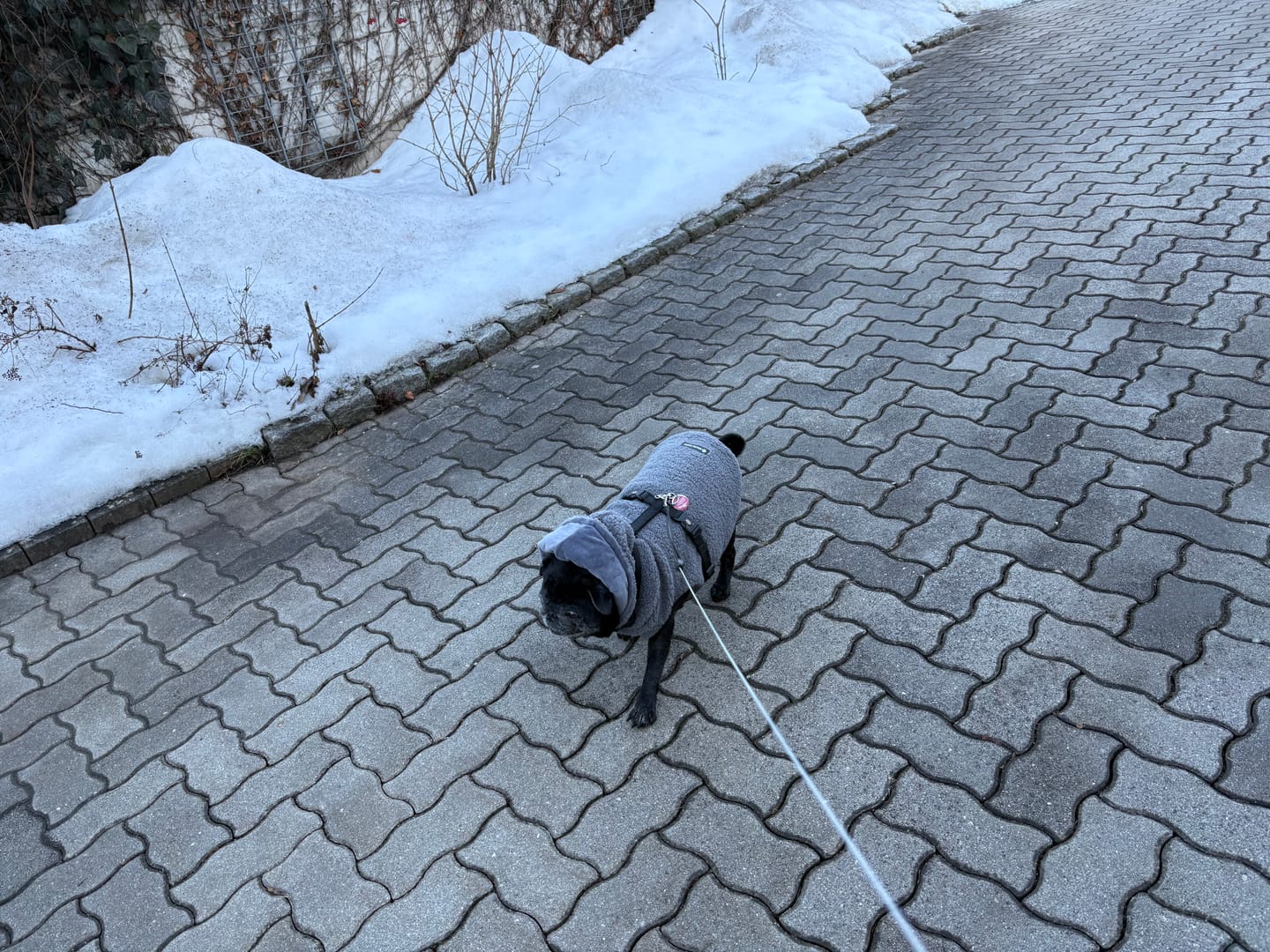 Customer photo review of Teddy Sherpa Dog Jackets