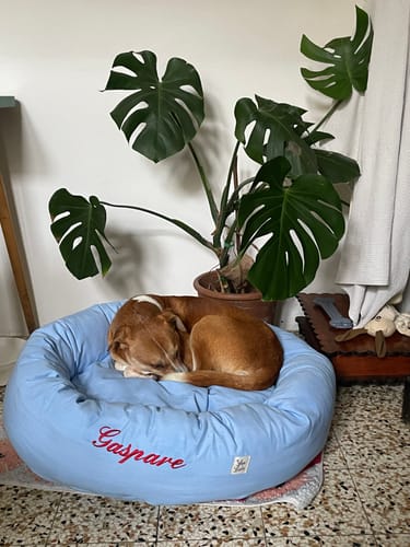 Customer photo review of Cuccia Tonda Cotone Siena Azzurro