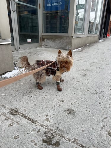 Customer photo review of WagWarmers