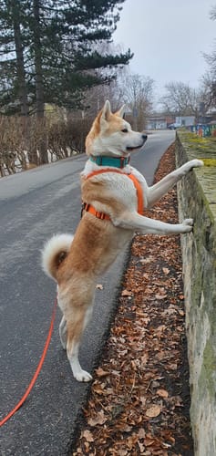 Customer photo review of 4cm LIGHTER Combat® Collar | With Handle Rated Clip - Turquoise & Orange