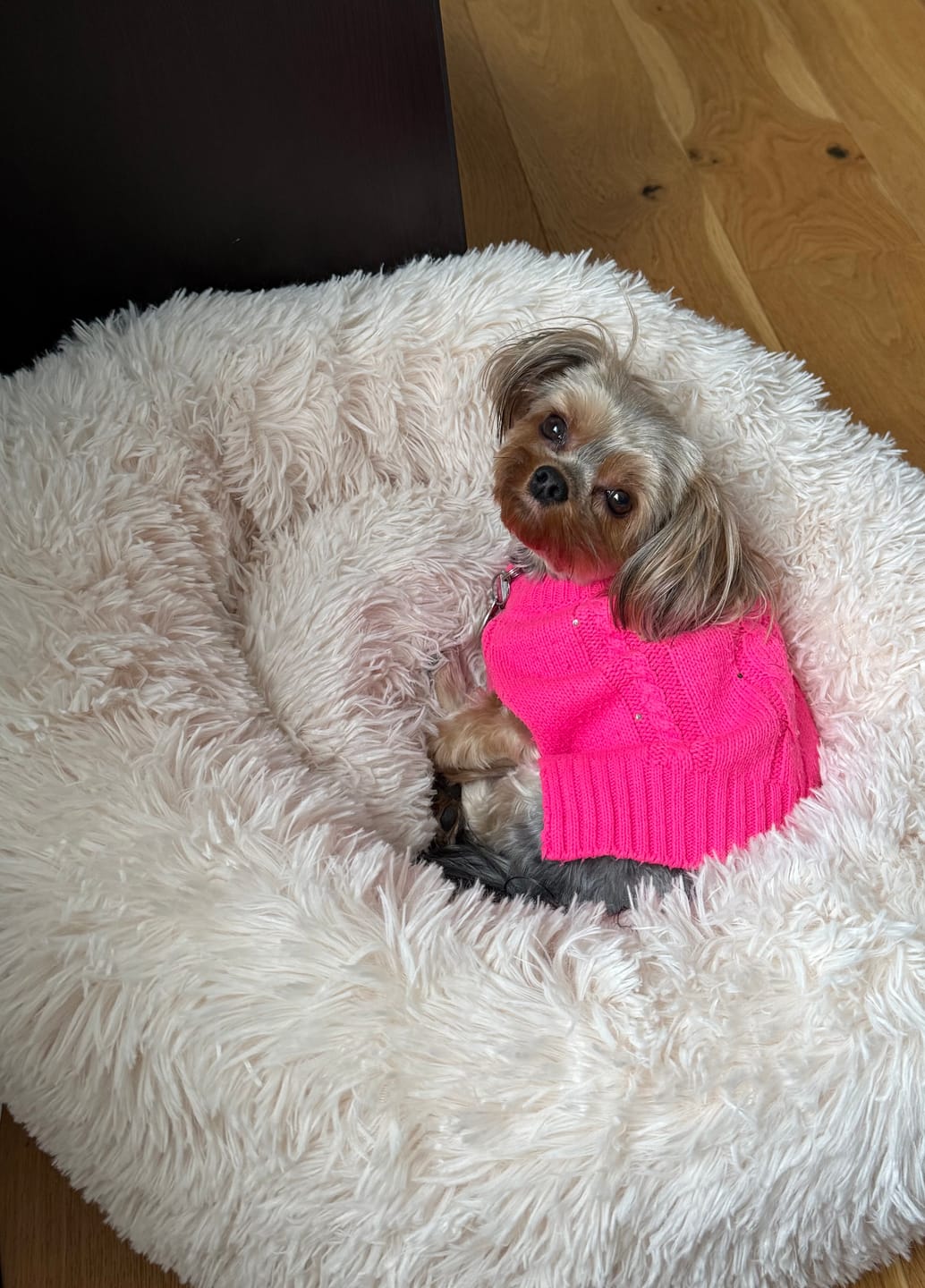 Customer photo review of Brooklyn® Deep Sleep Pet Bed