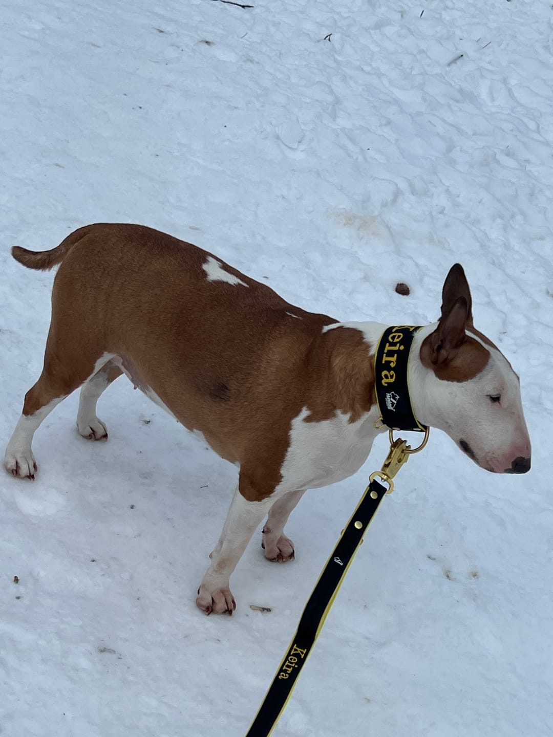 Customer photo review of Smycz przepinana dla psa z imieniem - Personal Multi Leash