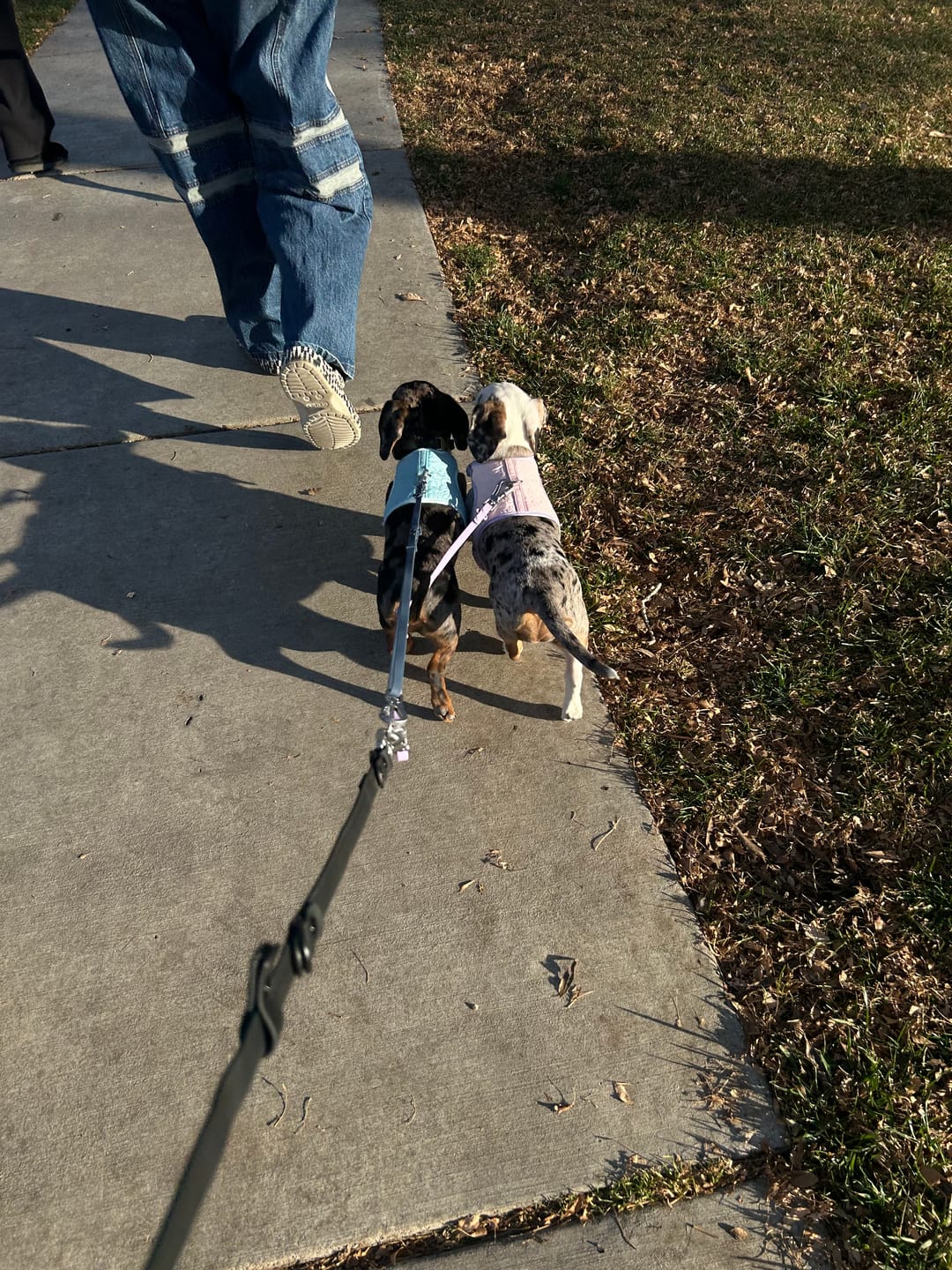 Customer photo review of Solace Waterproof Multi-Dog Connector / Traffic Handle