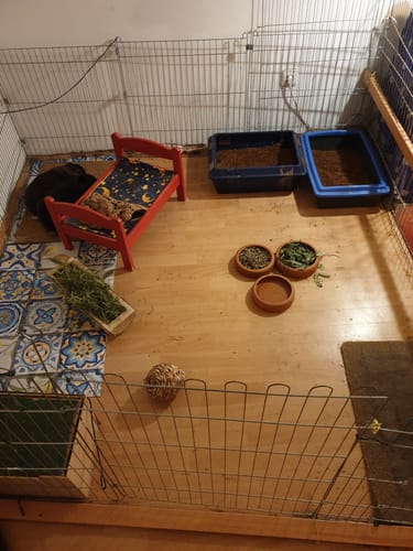 Rezensent zeigt ein Kaninchengehege mit zwei Toilettenboxen, die mit dunkler Kleintiereinstreu gefüllt sind.