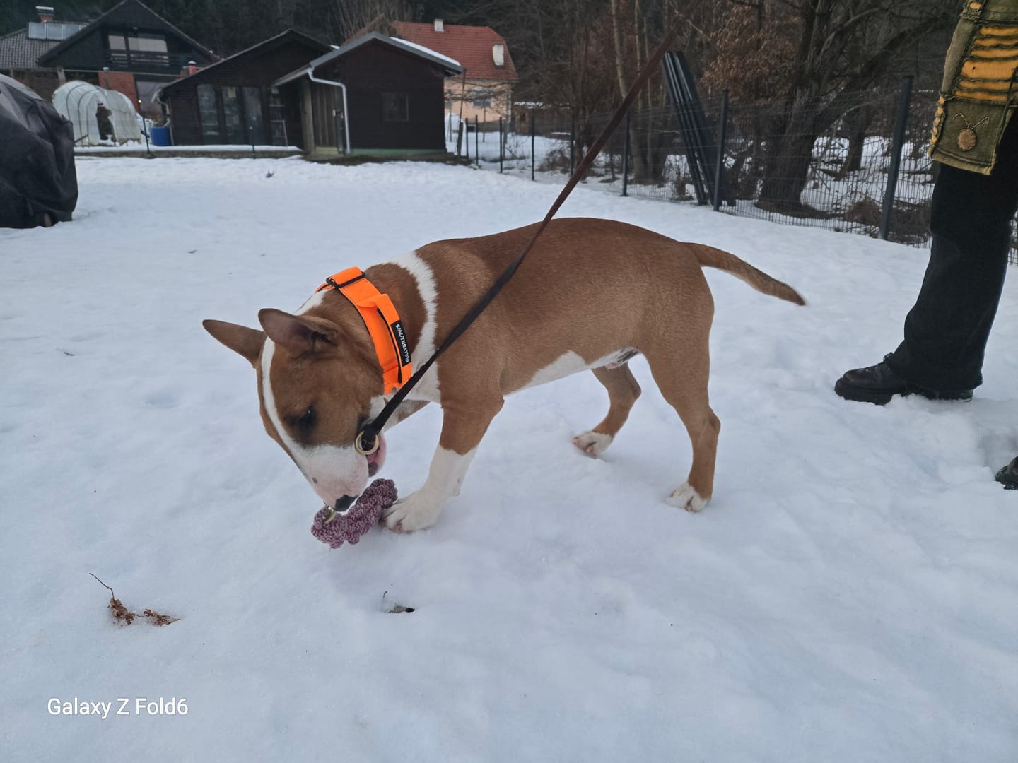 Customer photo review of 4cm Combat® Collar | Handle & Rated Clip - Orange