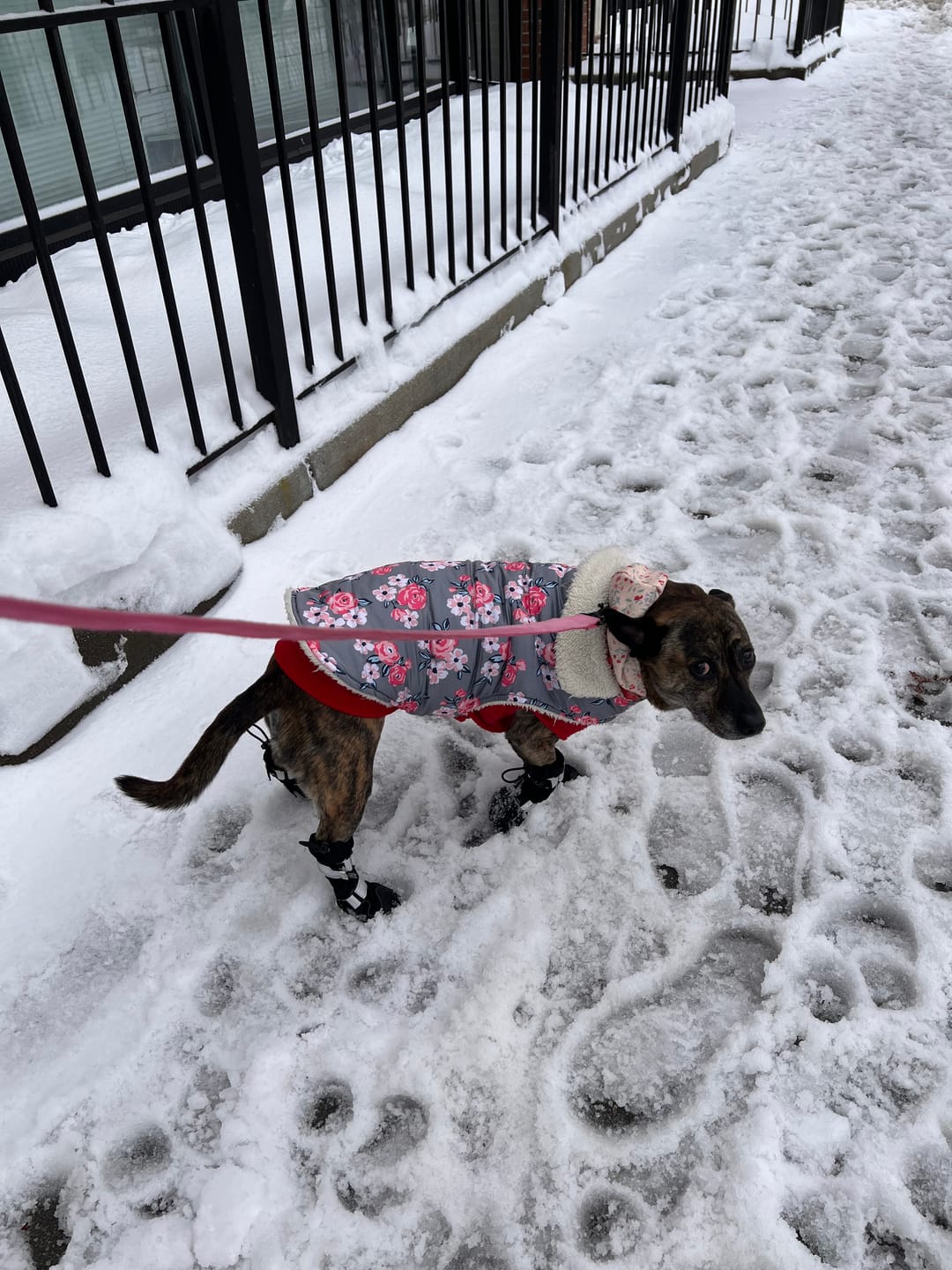 Customer photo review of Flex Shell Waterproof Dog Boots