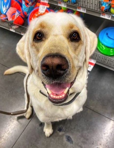 Customer photo review of Balyxe: Protección Dental para Mascotas