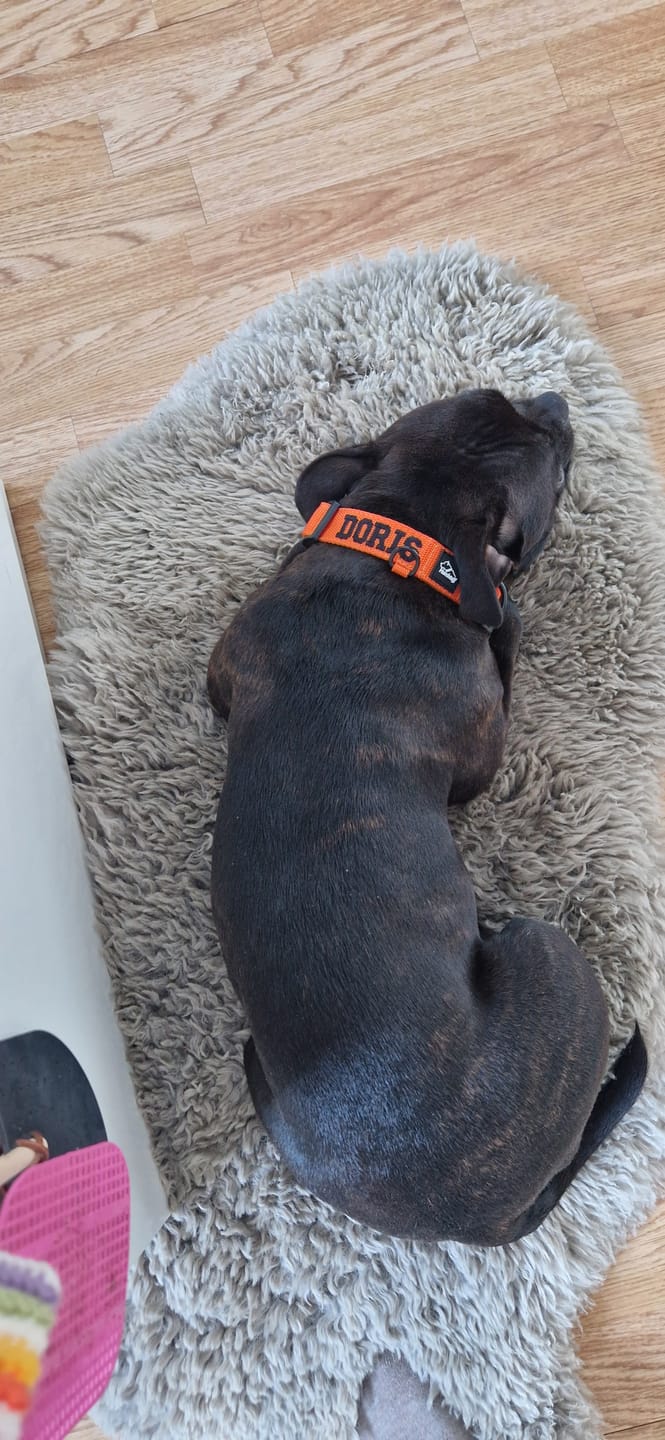 Customer photo review of Hundhalsband med namn, 2.5cm brett