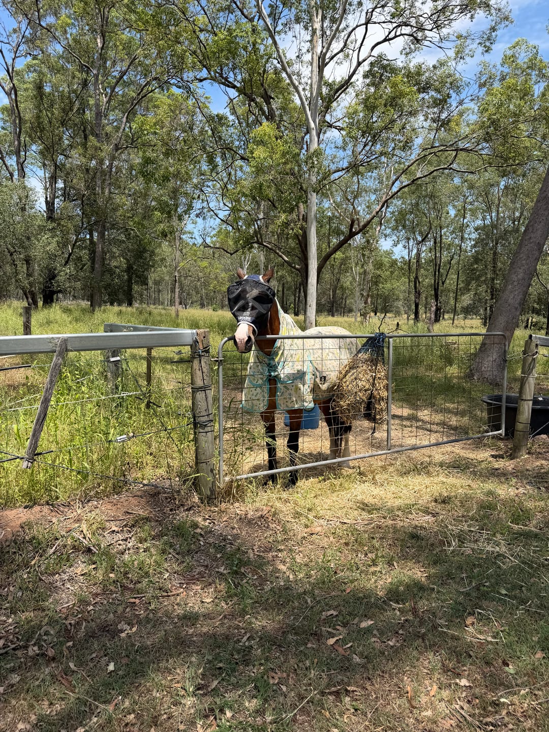 Customer photo review of LE Outback Flymask Original