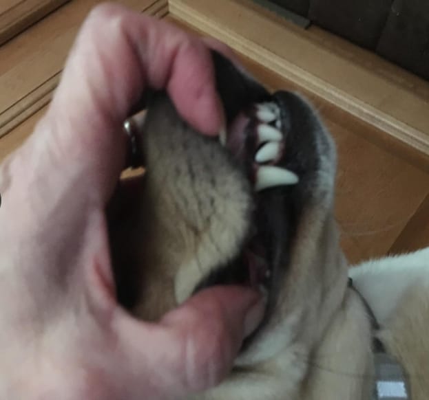 Customer photo review of Balyxe: Protección Dental para Mascotas