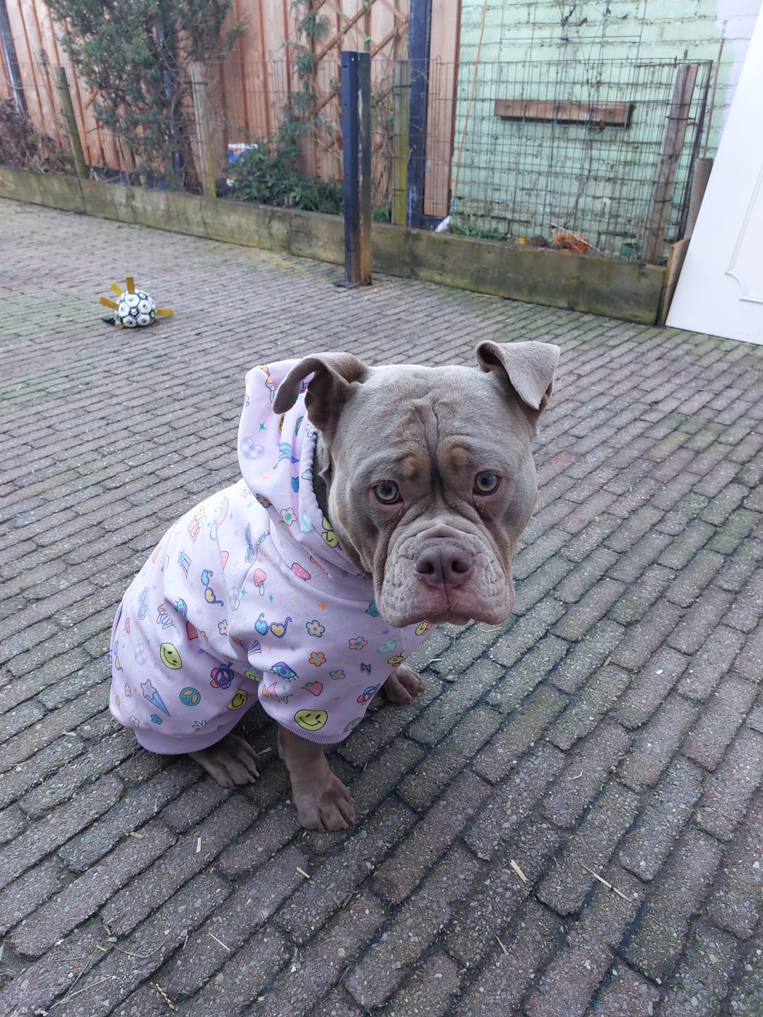 Customer photo review of Good Vibes Dog Hoodie - Purple