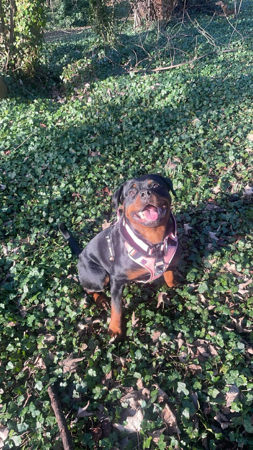 Customer photo review of Anti Pull Hurricane Harness Lighter | With Handle - Pink