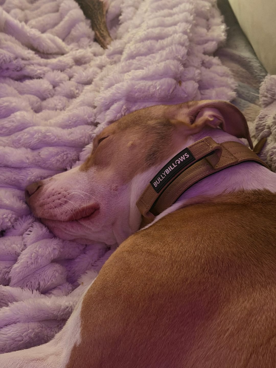 Customer photo review of 4cm Combat® Collar | Handle & Rated Clip - Tan