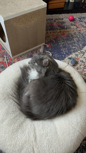 Customer photo review of Marshmallow Cover for Pudding Beds