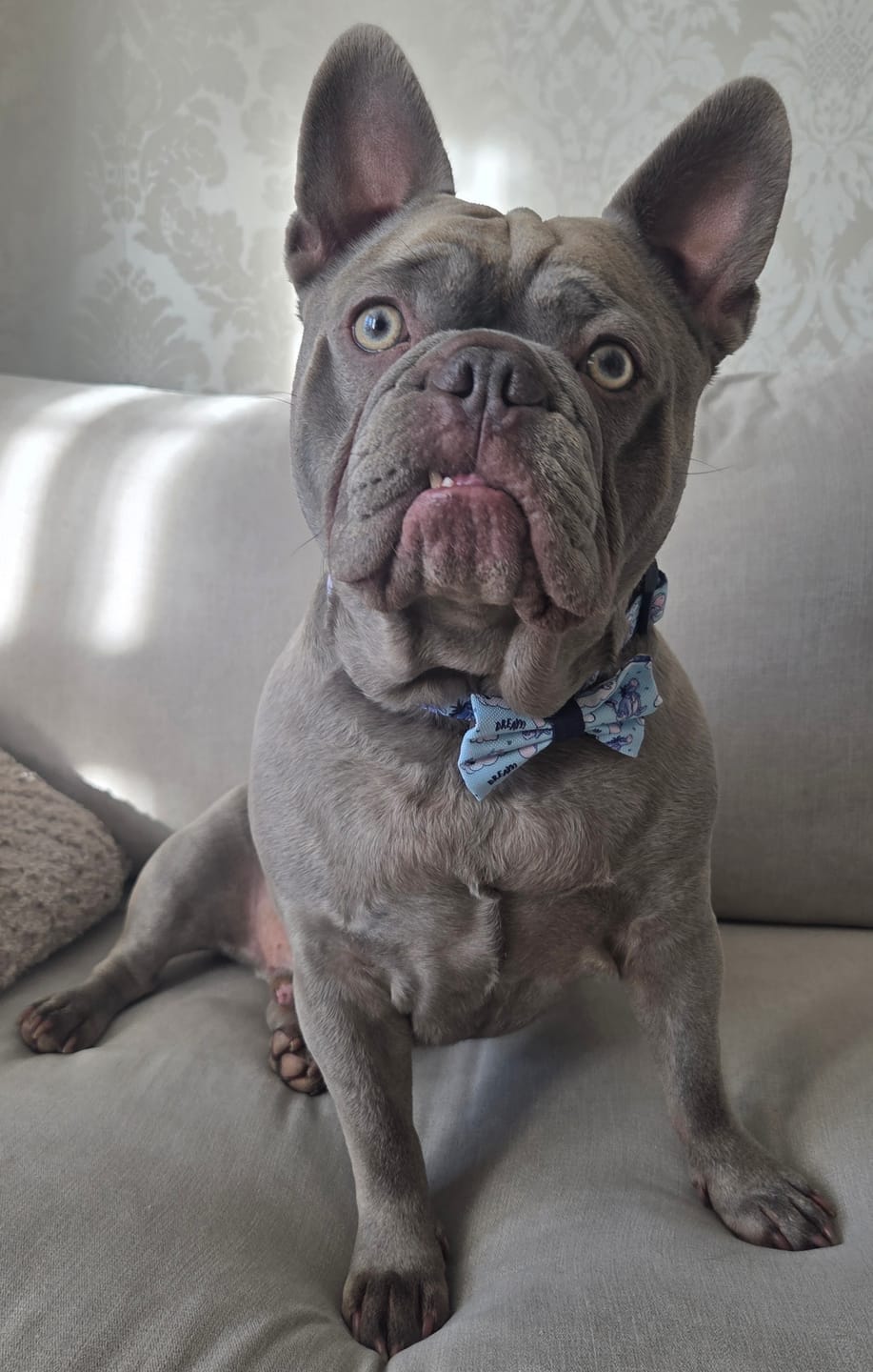 Customer photo review of Disney© Bow Tie - Eeyore