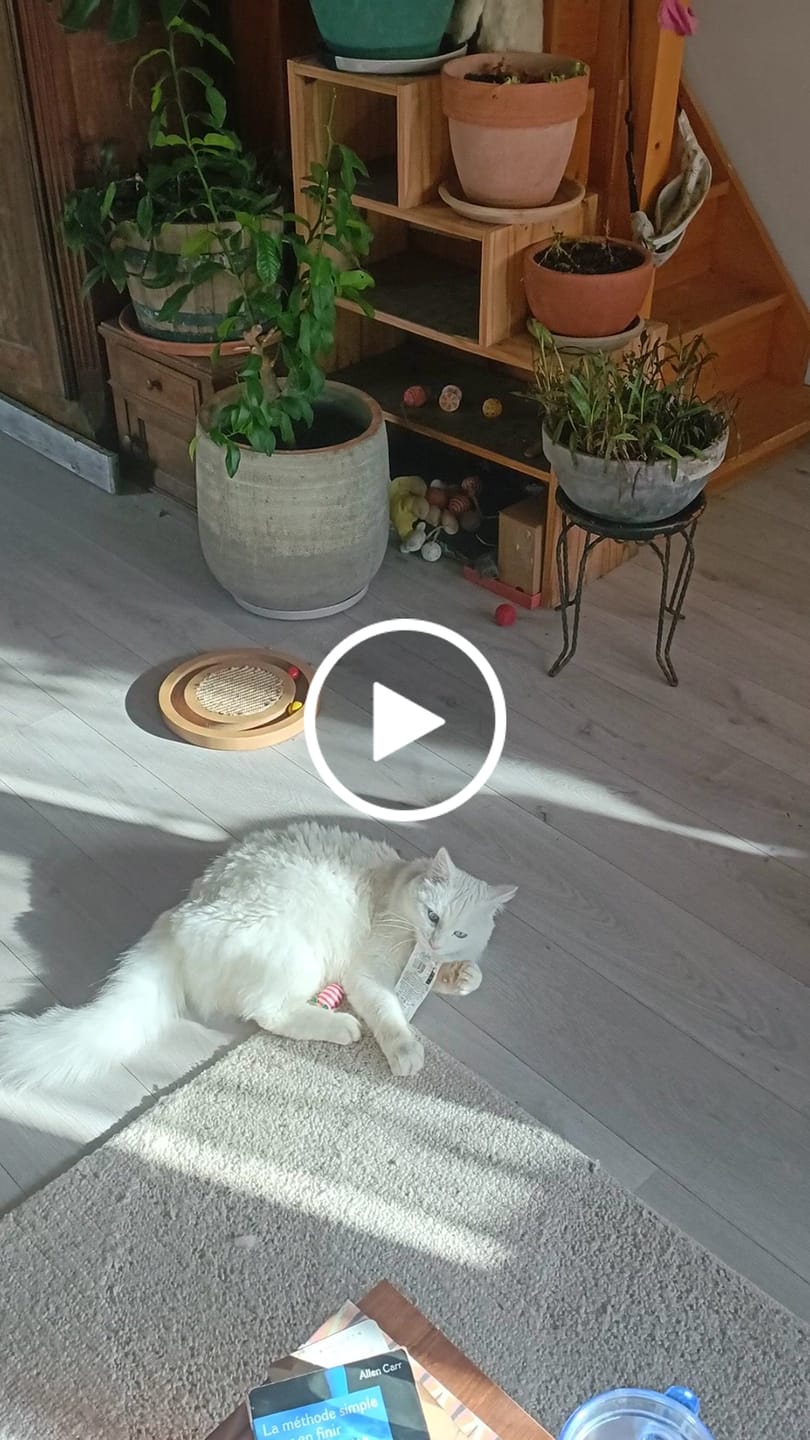 Customer video review of Croquettes Poisson & Pois - Chat Adulte