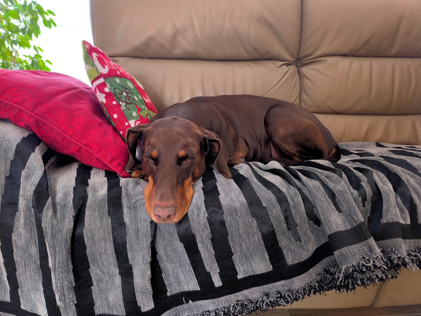 Customer photo review of Pet Couch Cover - Boho Dark Grey