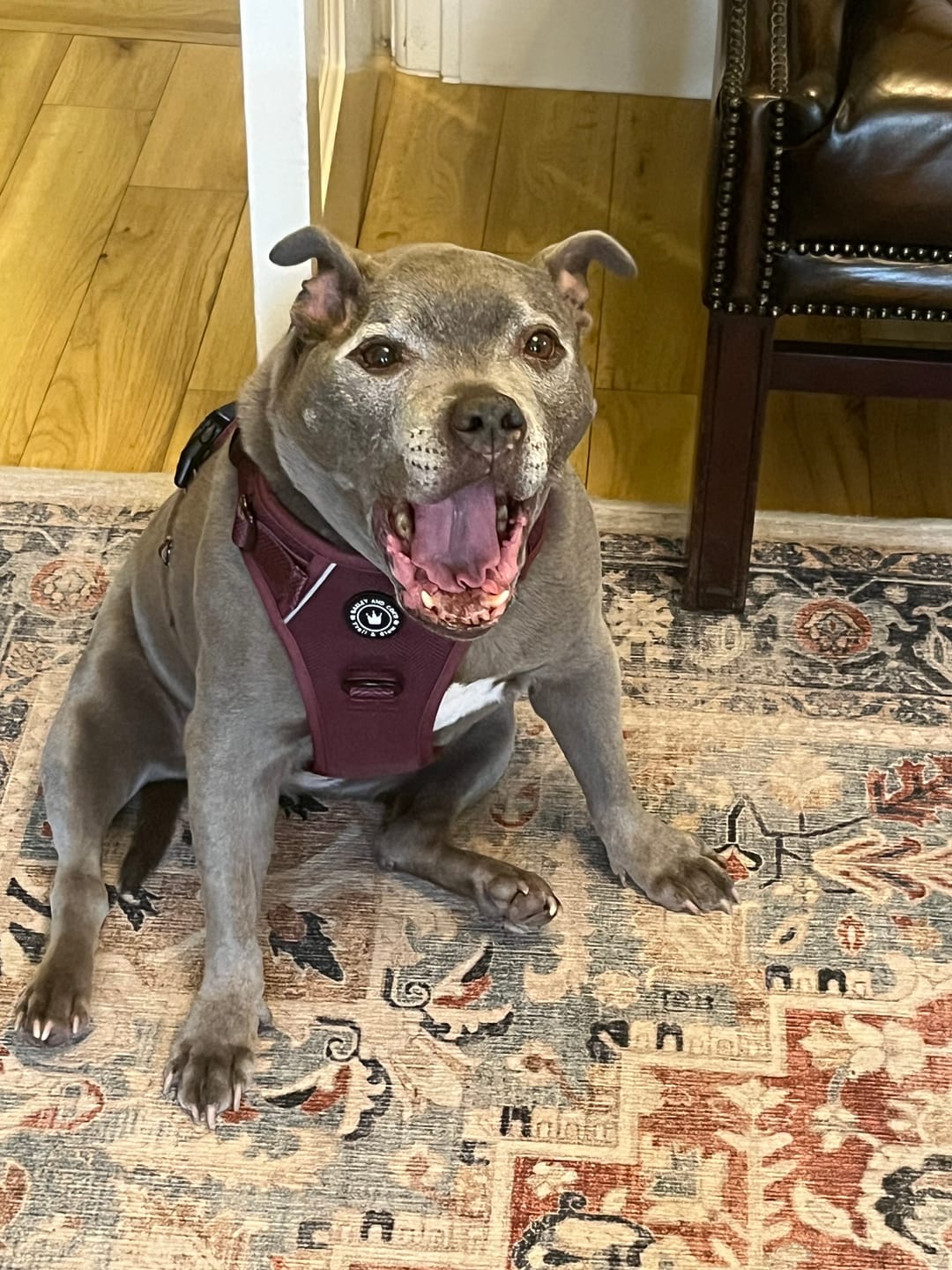 Customer photo review of Trail & Glow® Dog Harness - Mulberry Tweed