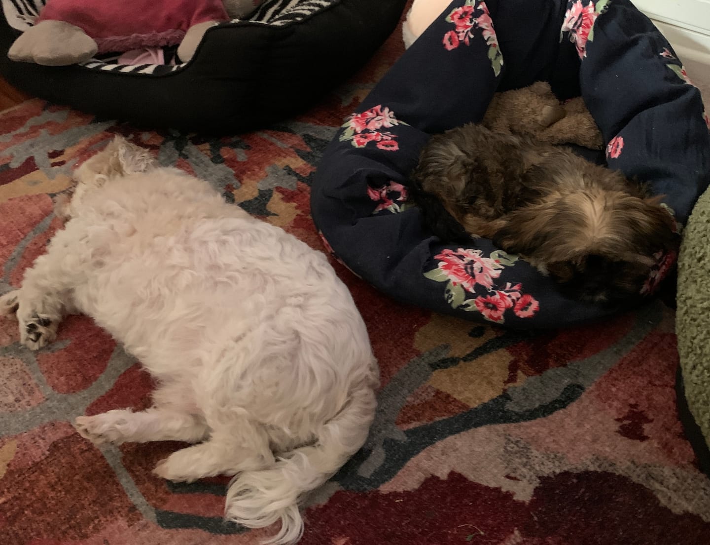 Customer photo review of Unique Floral Pet Calming Bed