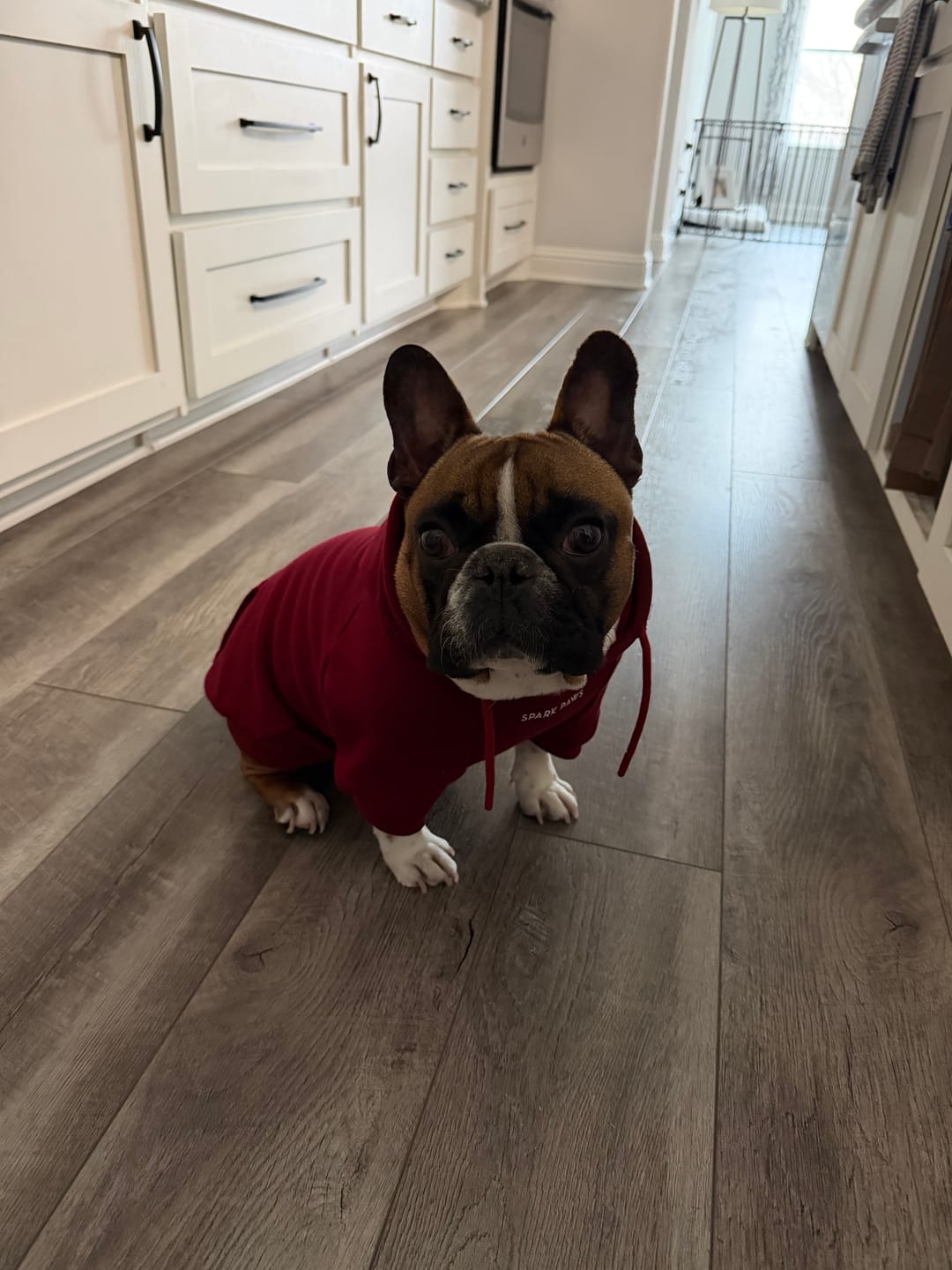 Customer photo review of Essential Human Hoodie - Burgundy