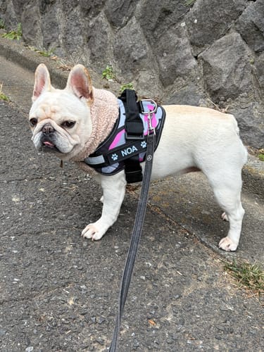 Customer photo review of FunFunPet 高機能ハーネス（お名前タグ作成サービス付き）