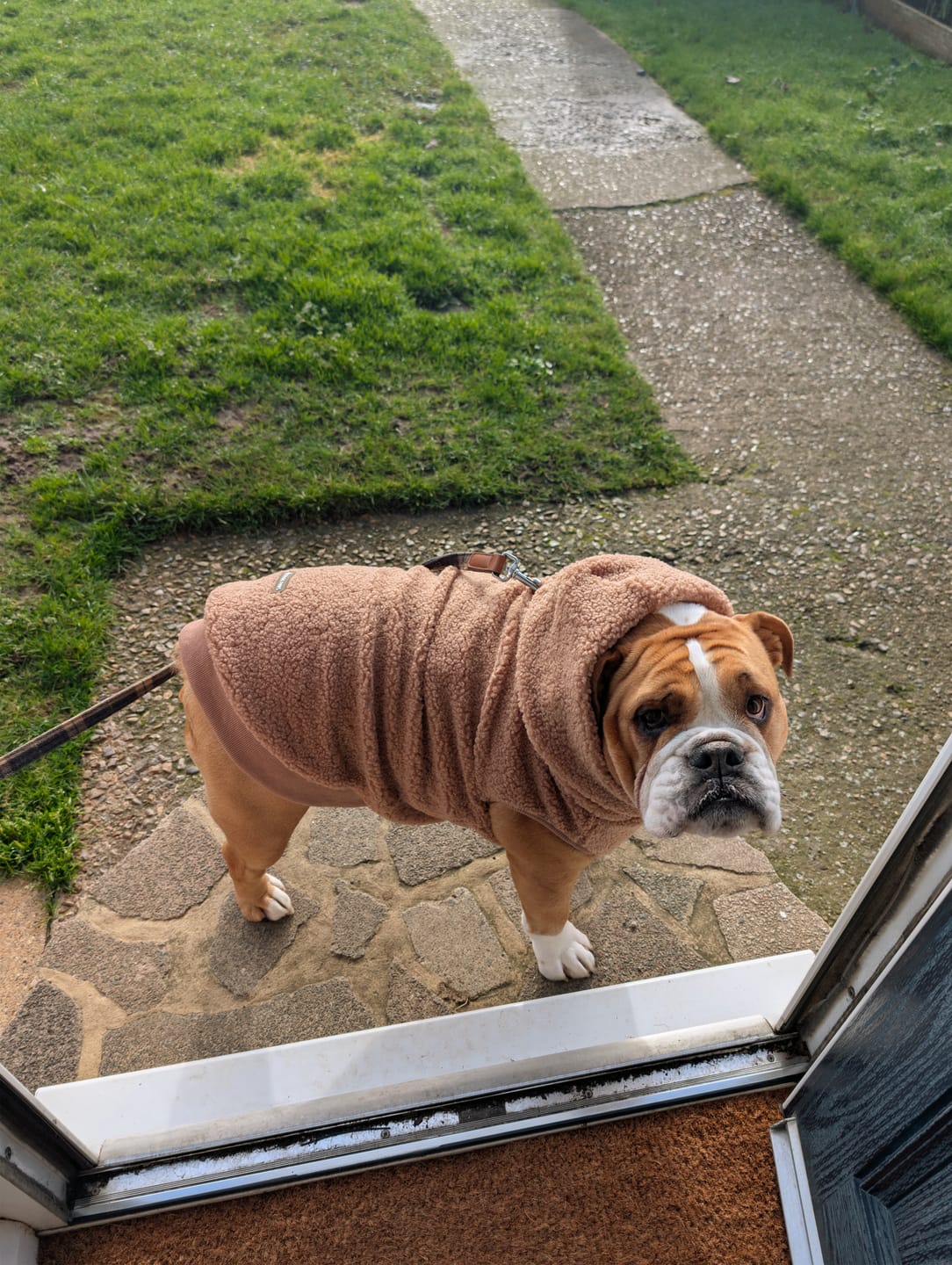 Customer photo review of Teddy Sherpa Fleece Dog Jacket - Brown