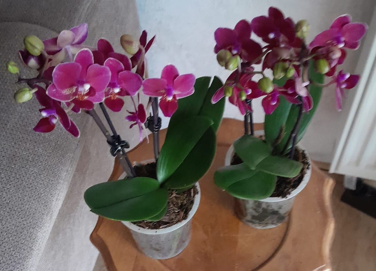 Customer photo review of Table Dance Chamonix mit weinroten Blüten und 2 Rispen