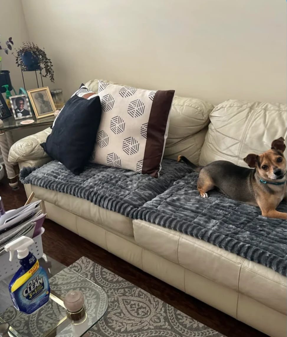 Customer photo review of LuxeLounge™ – Washable Pet Couch Cover