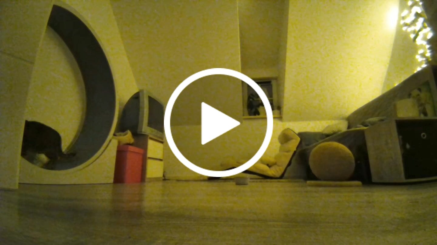 Customer video review of ELMATO Katzenlaufrad B-Ware & Neuwertig: Simba, Rocky WAND- & STAND-Modell