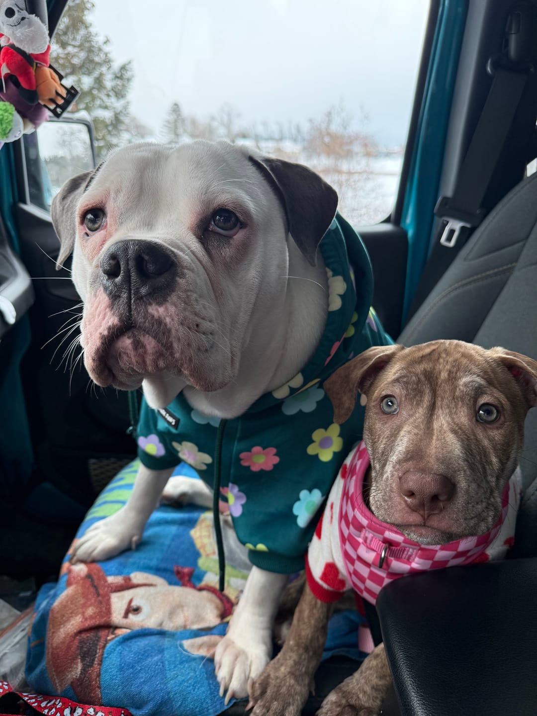 Customer photo review of Daisy Dog Hoodie - Green