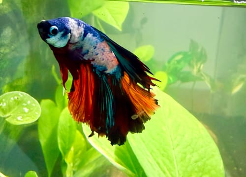 Customer photo review of Fancy Halfmoon Male Betta Fish High Grade | Buy 4 Get 1 Free | Mystery Betta