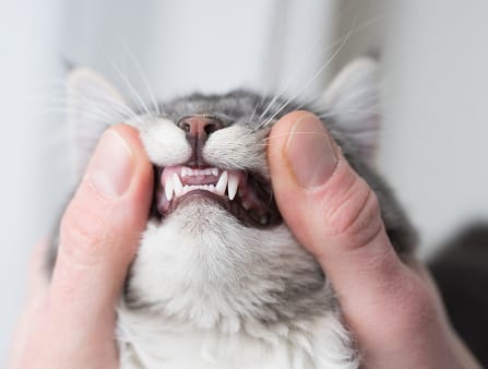 Customer photo review of Balyxe: Protección Dental para Mascotas